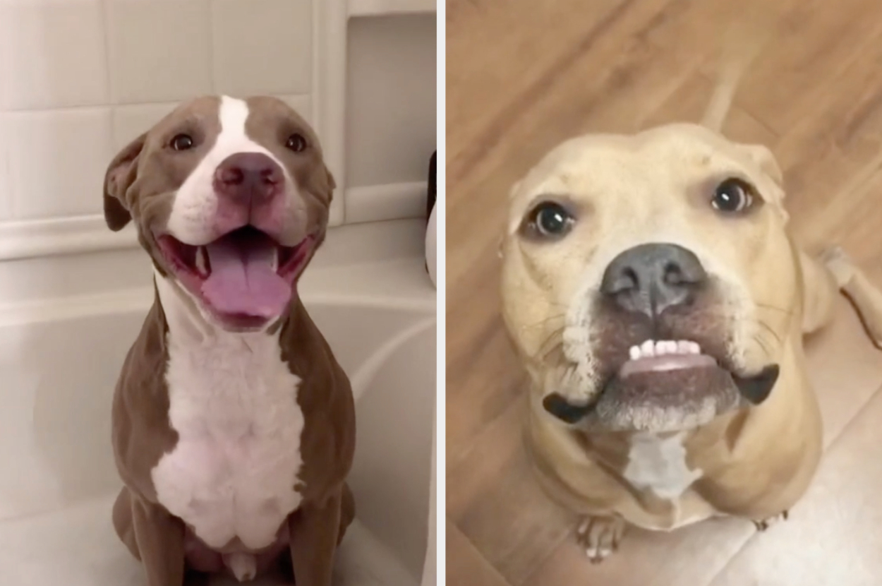 pit bulls on tiktok who are dangerously