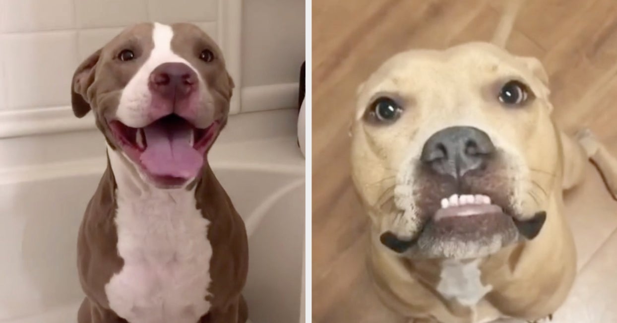 pit bulls on tiktok who are dangerously