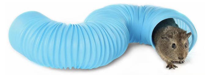 A hamster in a light blue tube-like tunnel 