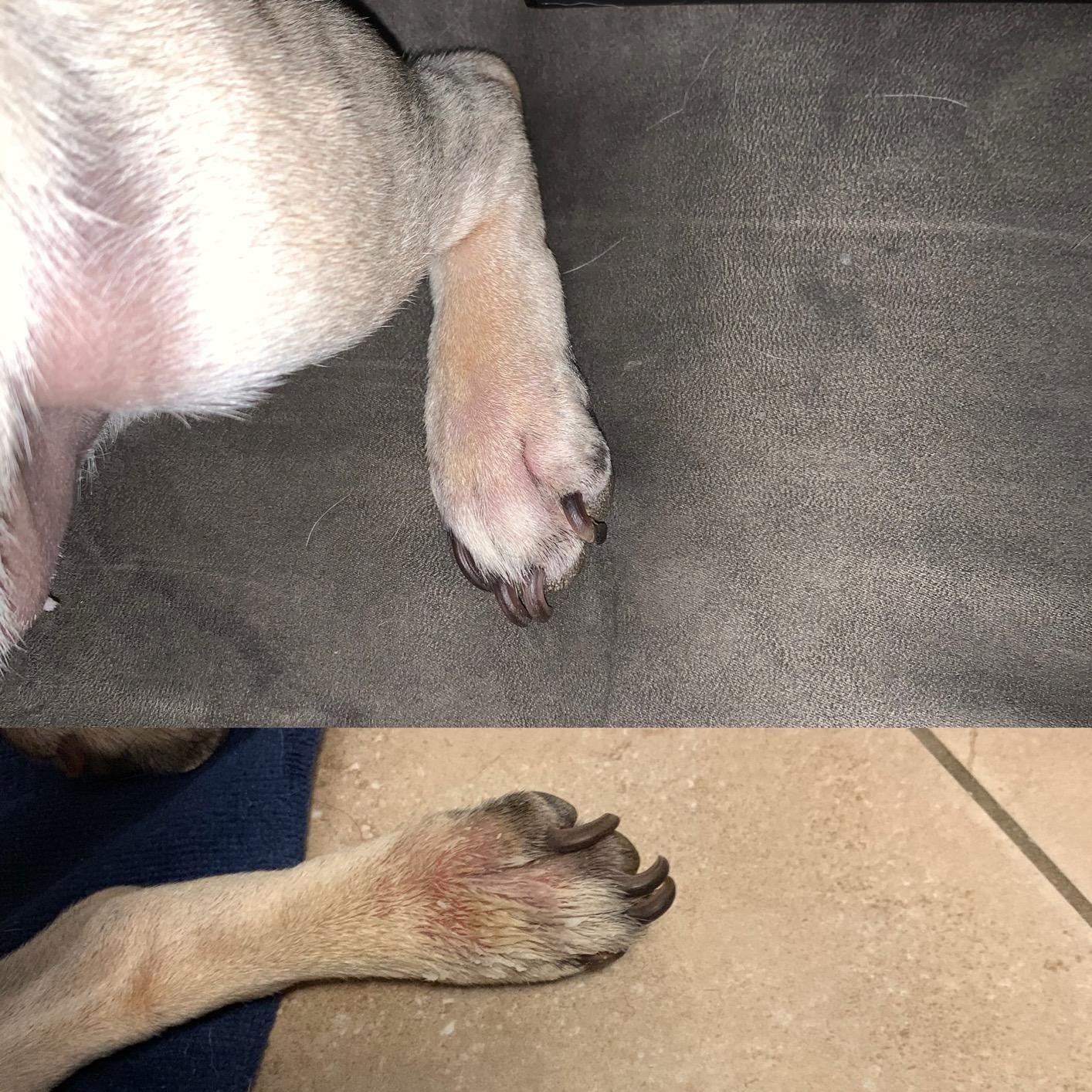 reviewer before photo of pug with redness and an after photo of pug foot with no redness