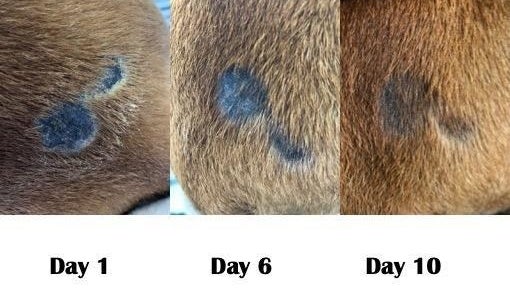 reviewer photo of day 1, day 6, and day 10 showing dogs bumps gradually decreasing 