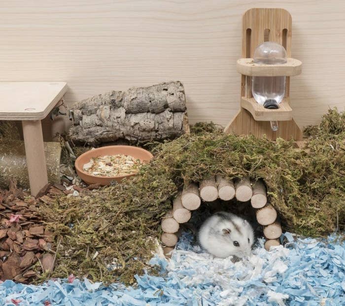 A white and gray hamster under a wooden bridge made from sticks covered with greenery