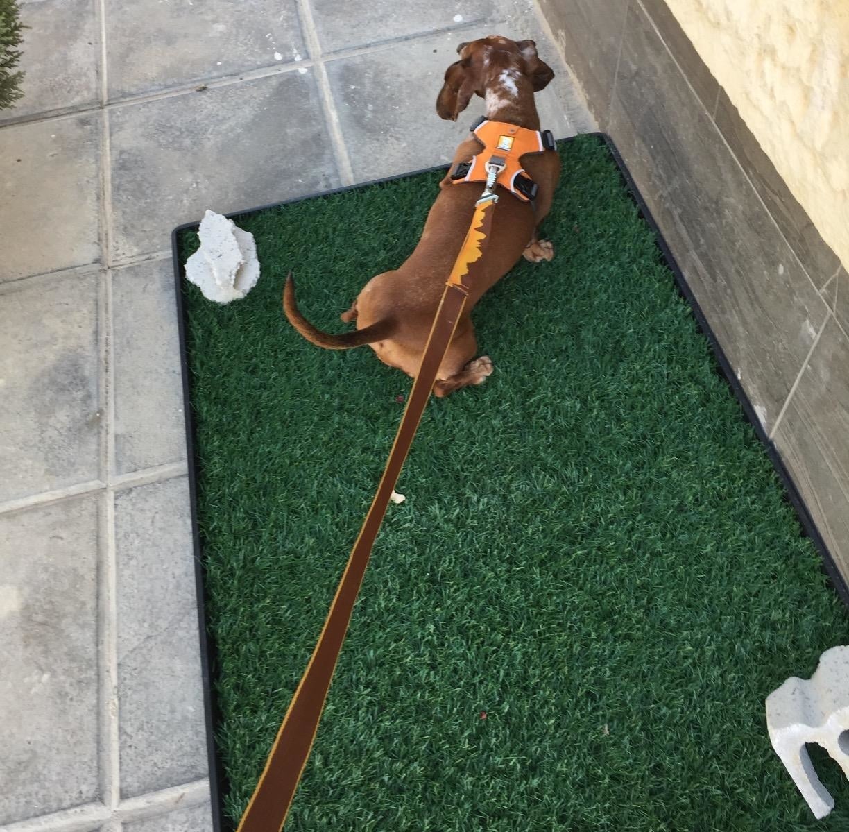 Reviewer showing their dog on the turf mat 