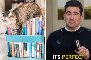 Cat on top of small bookshelf spliced with man looking at image with emotion captioned "It's Perfect"
