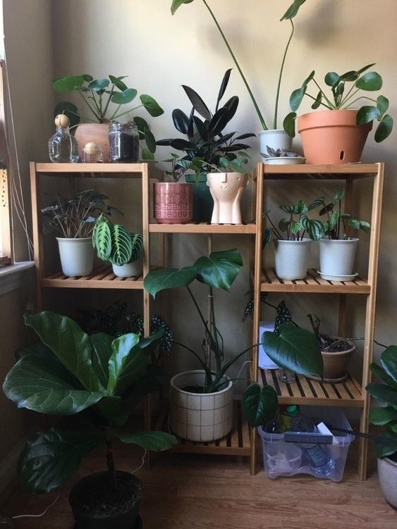 Reviewer&#x27;s photo of the nine-tier display shelf being used for plants 