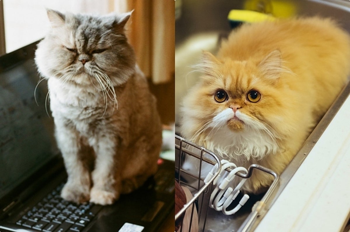 猫のいる暮らし 最高すぎない 可愛さ爆発の時間泥棒たちがここに