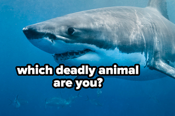 Deadly Animal Personality Quiz
