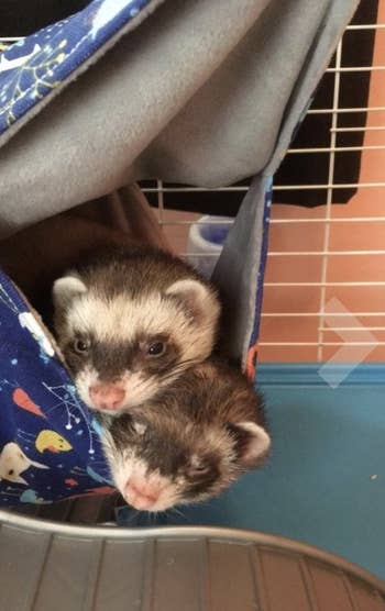 Two ferrets cozy up inside hammock
