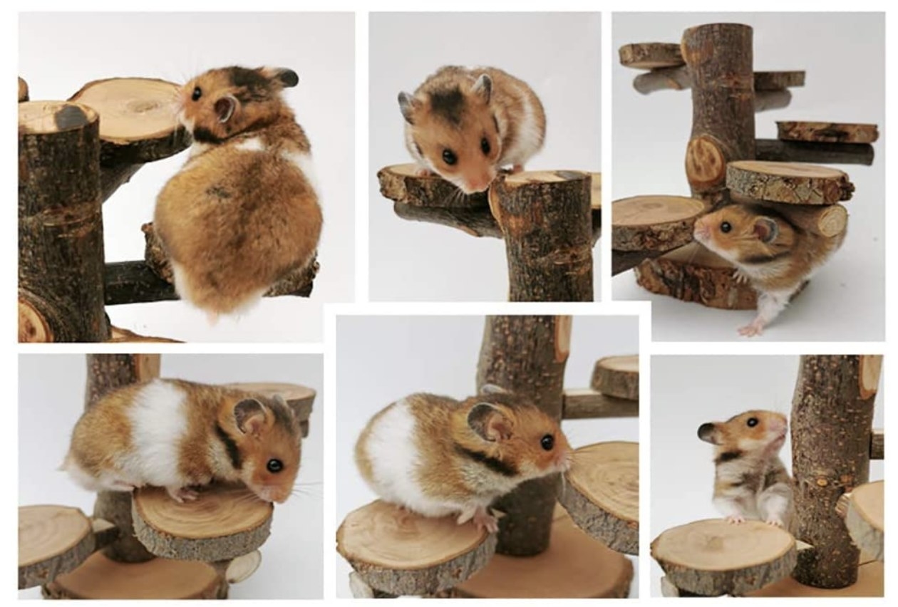 A white and brown hamster climbing all over the wooden playground