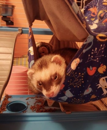 Ferret inside hammock