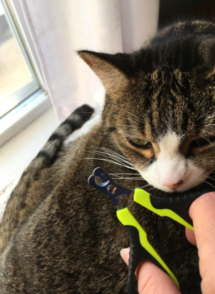 Reviewer uses green nail clippers to trim their cat&#x27;s claws near a windowsill