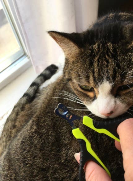 Reviewer uses green nail clippers to trim their cat's claws near a windowsill