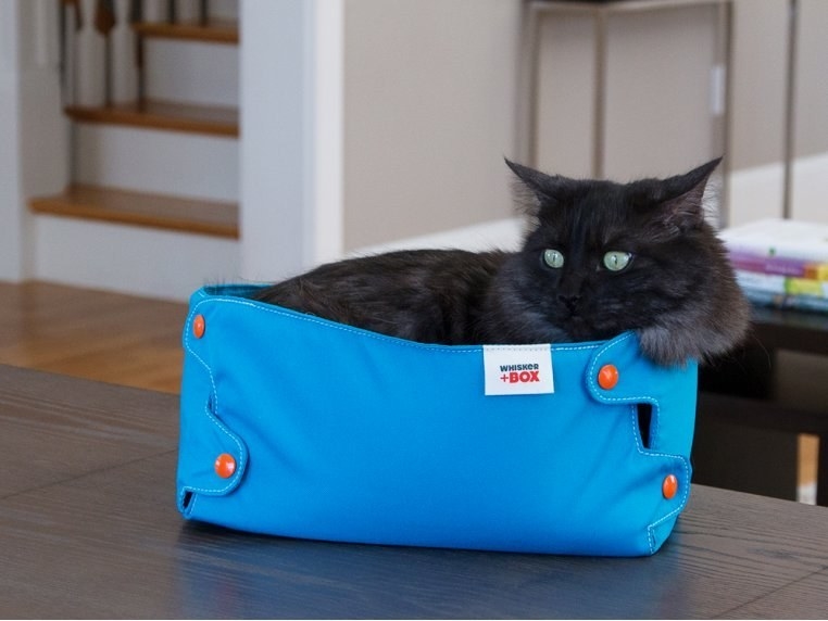 A cat in the blue fabric box