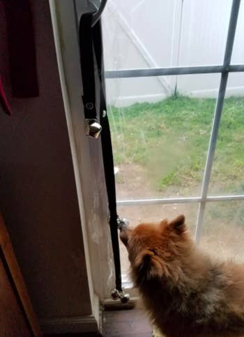 Reviewer's dog touches a training doorbell when they have to go to the bathroom