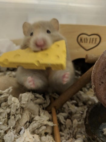 Hamster enjoys yellow cheesy chew
