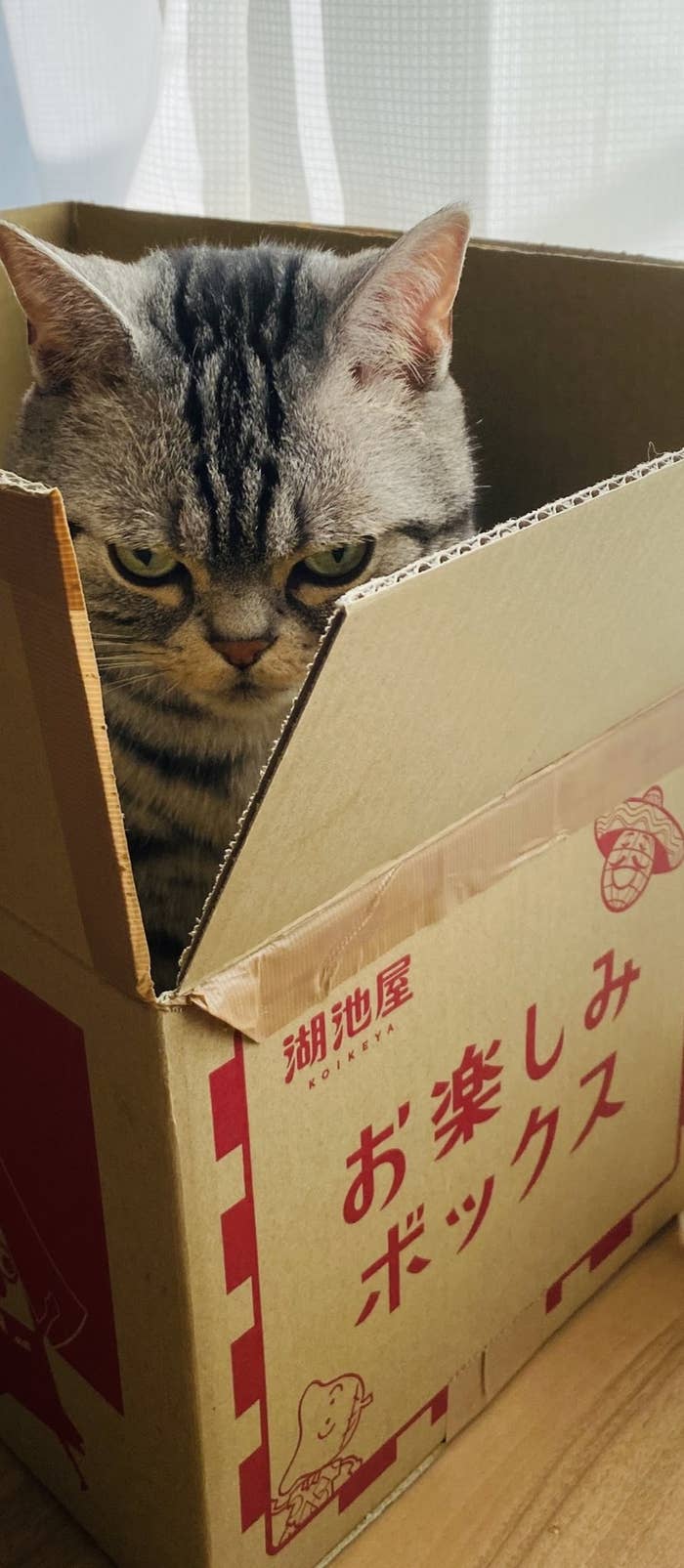 倍返しだ と言ってきそうな猫ちゃんに ネット民が湧いた