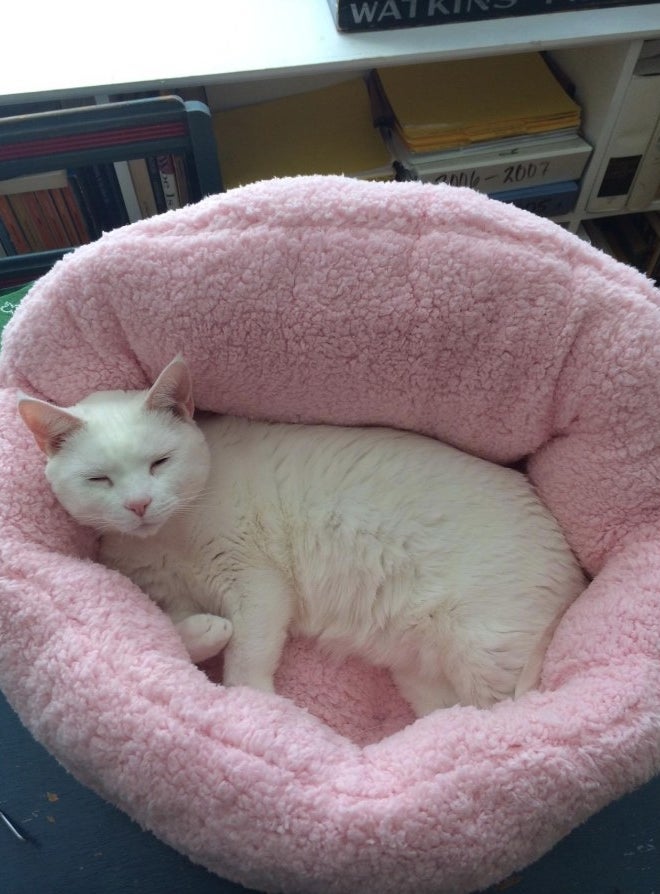 a cat cuddled in the pink bed
