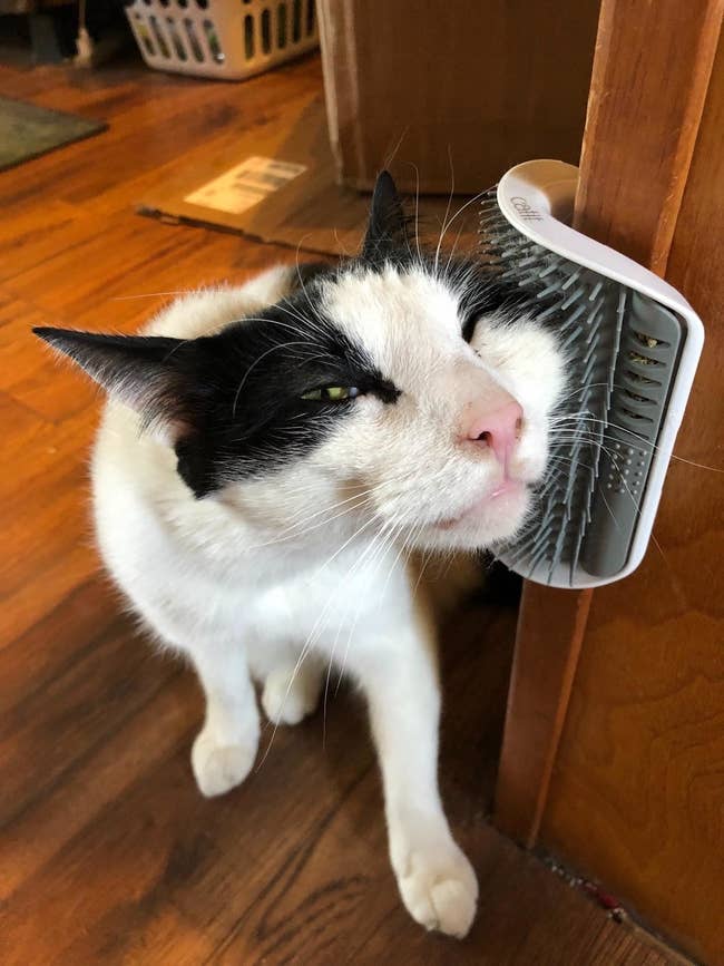 cat pushes face into comb thats mounted on corner of wall
