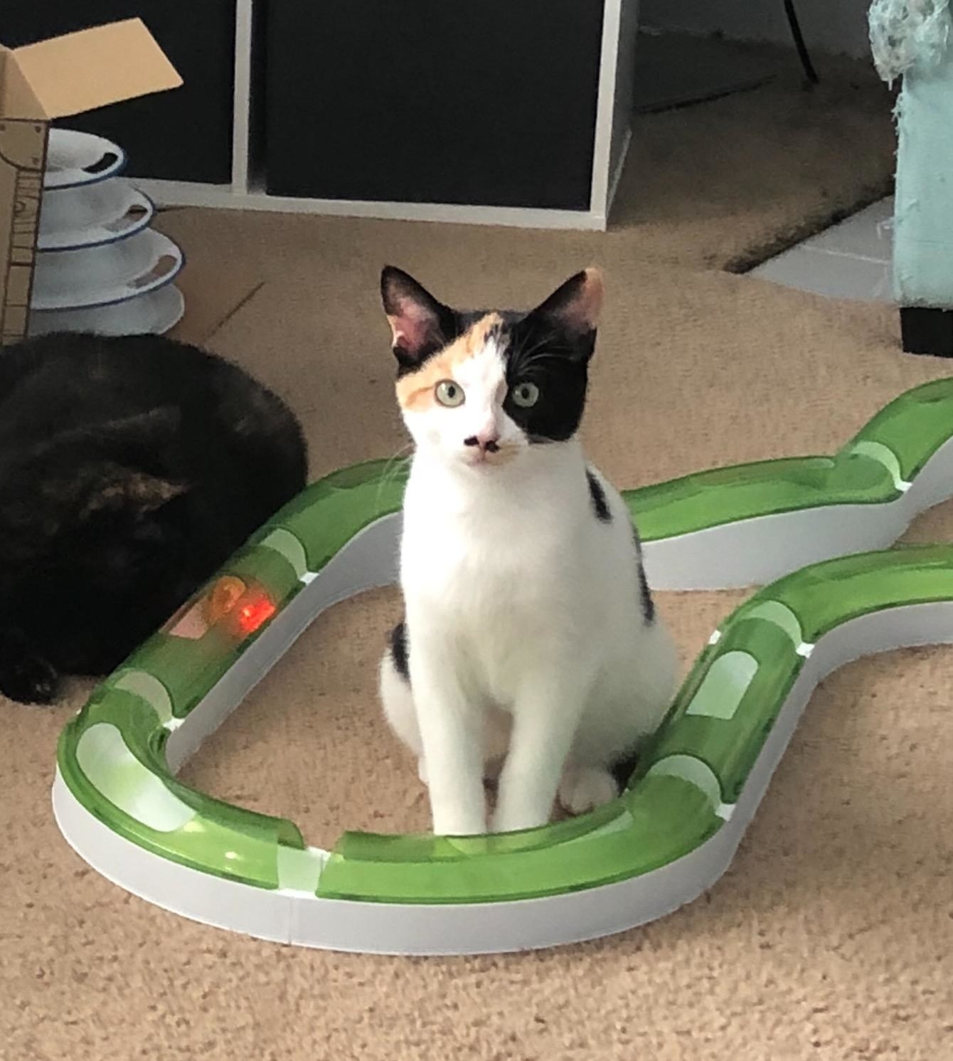 Reviewer&#x27;s spotted kitten sits in the middle of the same interactive cat toy set on a carpet