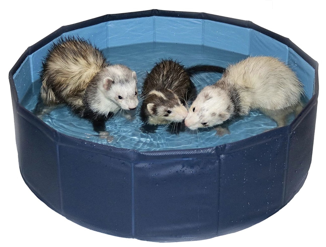 Three wet ferrets inside a round blue swimming pool