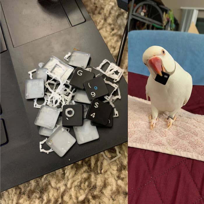 On the left there are messed up computer keys and on the right there&#x27;s a bird holding a key.