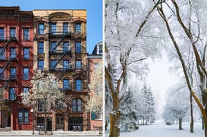 On the left, the exterior of a New York City apartment on a sunny day, and on the right, trees covered in ice and snow