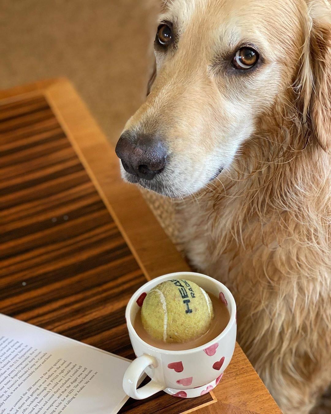 A cup of coffee that has a dirty tennis ball in it with a guilty looking dog next to it.