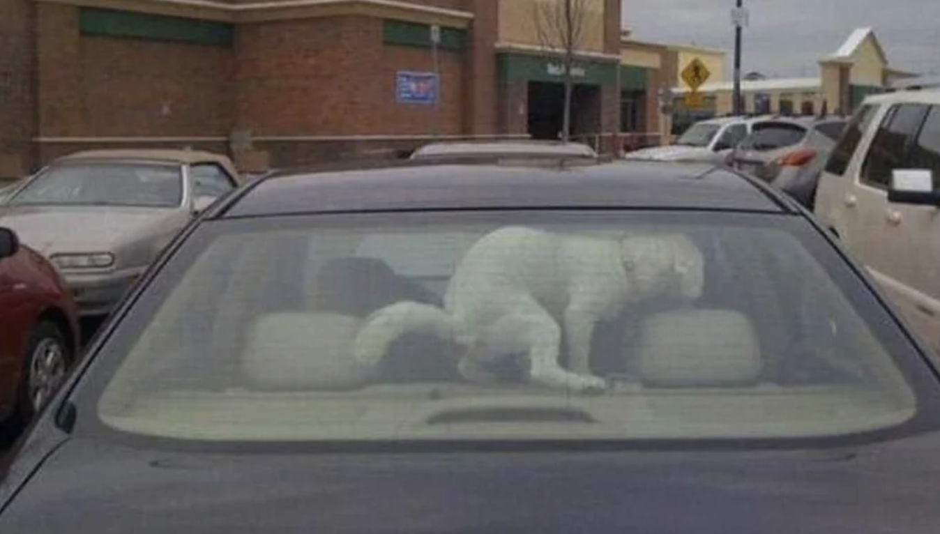 A dog popping in the back of a car. You can see it through the rear window.