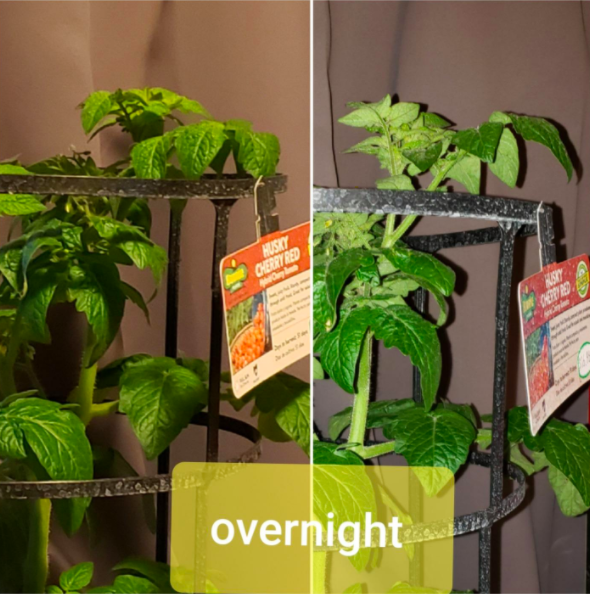 On the left, a plant with leaves looking slightly droopy. On the right, the same plant slightly taller and perkier, with the text &quot;overnight&quot;