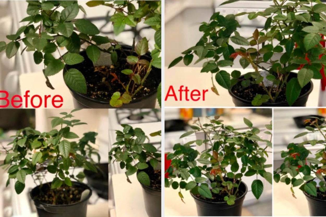 Miracle-Gro Indoor Plant Food Spikes Can Save Your Plants
