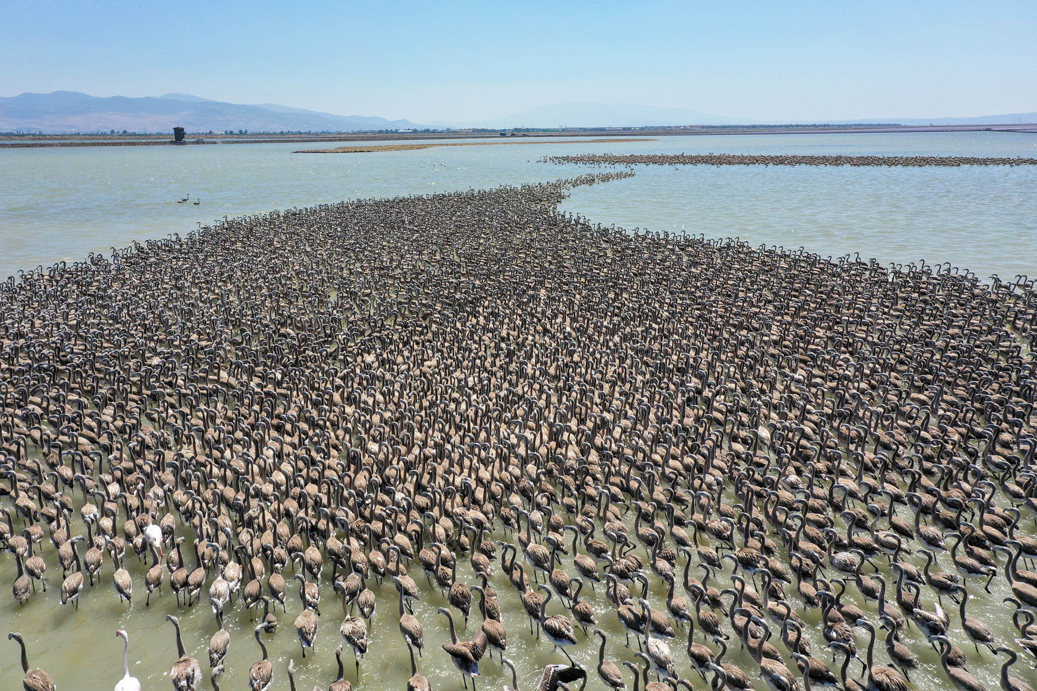 An aerial photo shows thousands of baby flamingos in a body of water