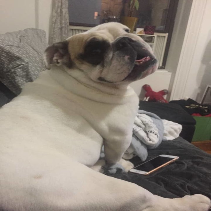 a smiling bulldog looking back at the camera