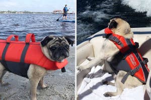 on the left, a pug wearing a red life vest and on the right, a pug wearing the life vest in a boat 