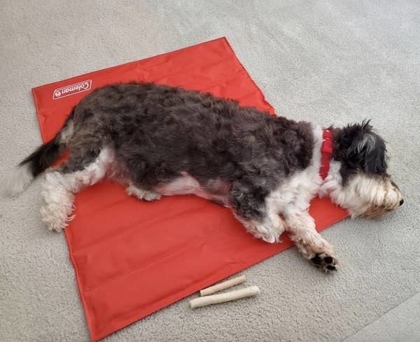 A reviewer's dog laying down on the red cooling mat