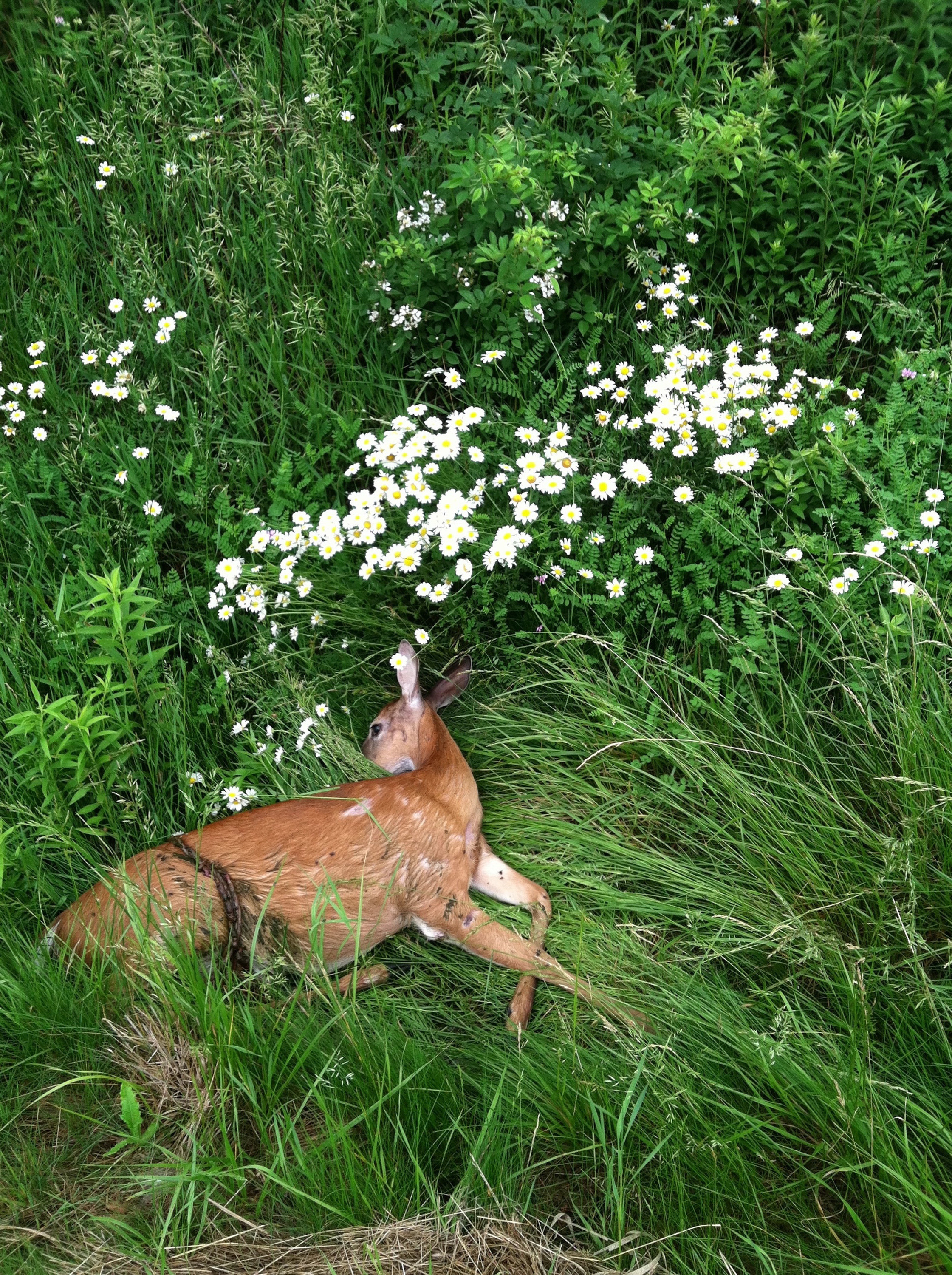 A deer lying in the grass with white wildflowers