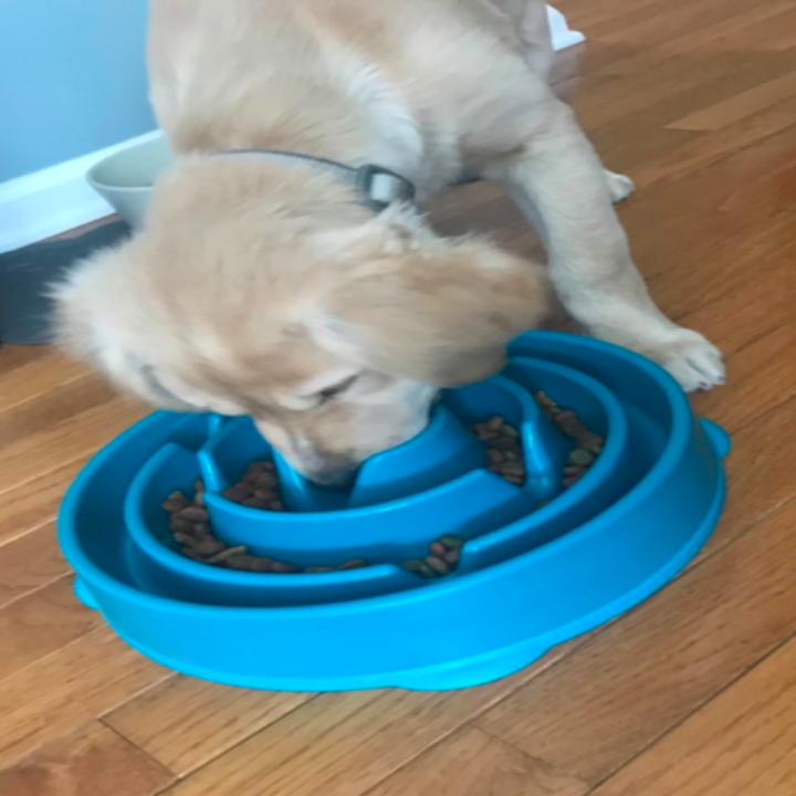 This Outward Hound Slow Feeder Can Help Your Dog Eat Slower