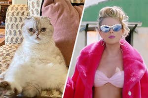 On the left, Olivia the cat sits on a chair like a human with her paws on either side of her and an unamused expression on her face, and on the right, Taylor Swift in the "You Need to Calm Down" music video