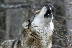 https://wolf.org/wolf-info/basic-wolf-info/biology-and-behavior/