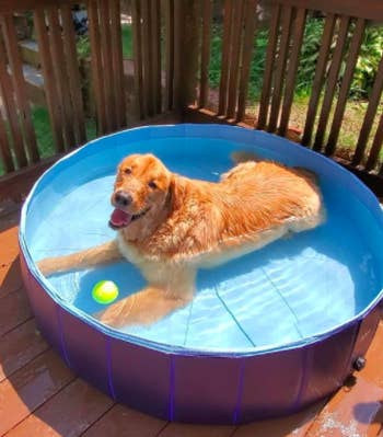 reviewer's golden retriever in a pool