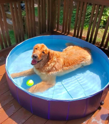 reviewer pic of a golden retriever in a pool