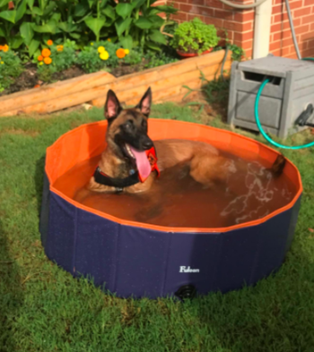 different reviewer's pic of German Shephard in the small pool