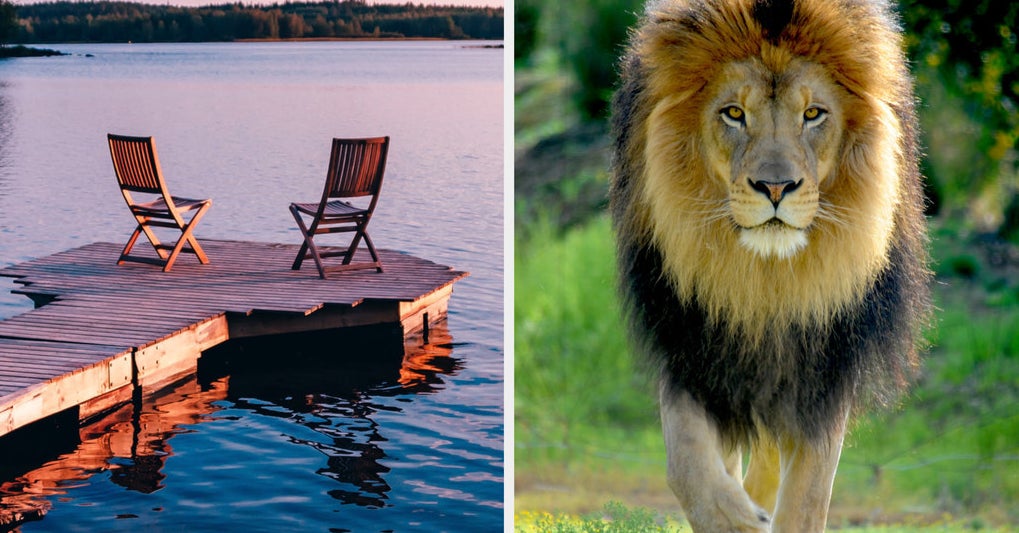 Aesthetic Quiz — What Animal Are You?