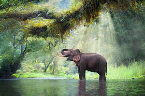 An elephant bathing a beautiful, lush forest with light pouring through the trees