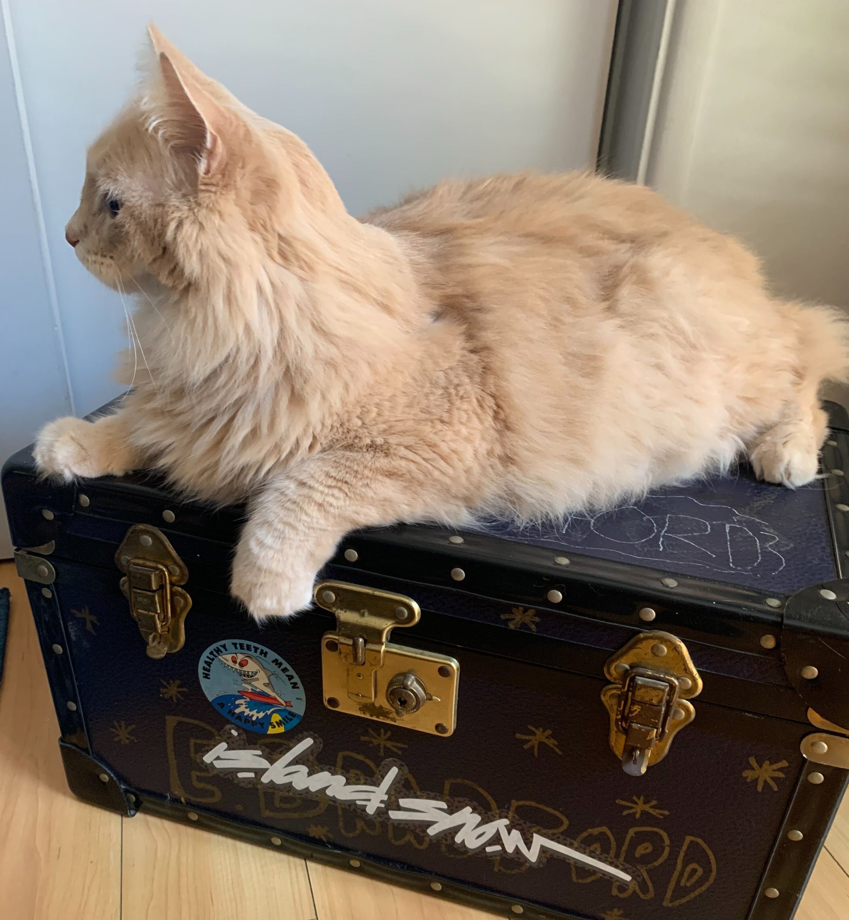 A ginger cat sitting on a small blue trunk with gold latches