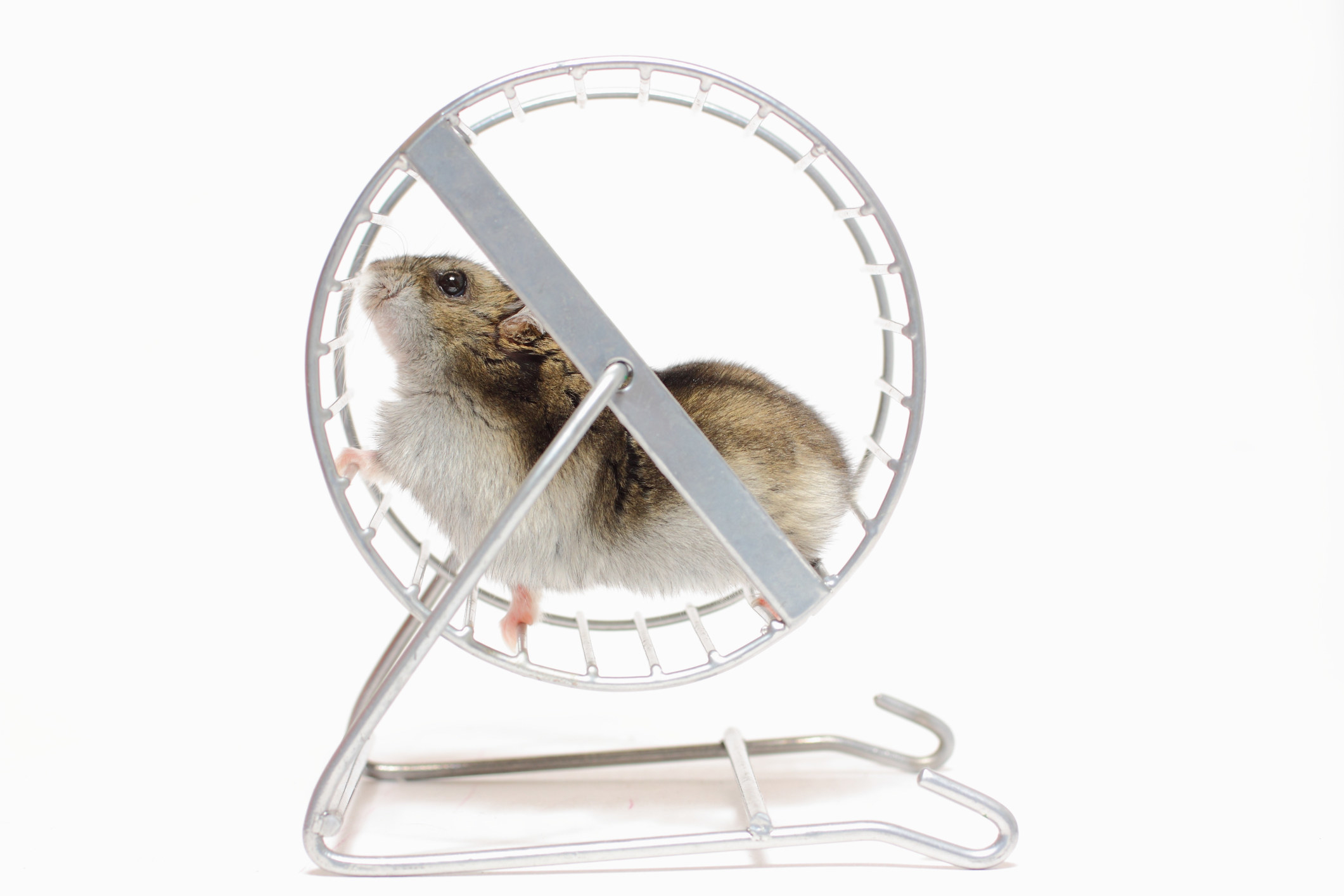 A small white and brown hamster in a wheel