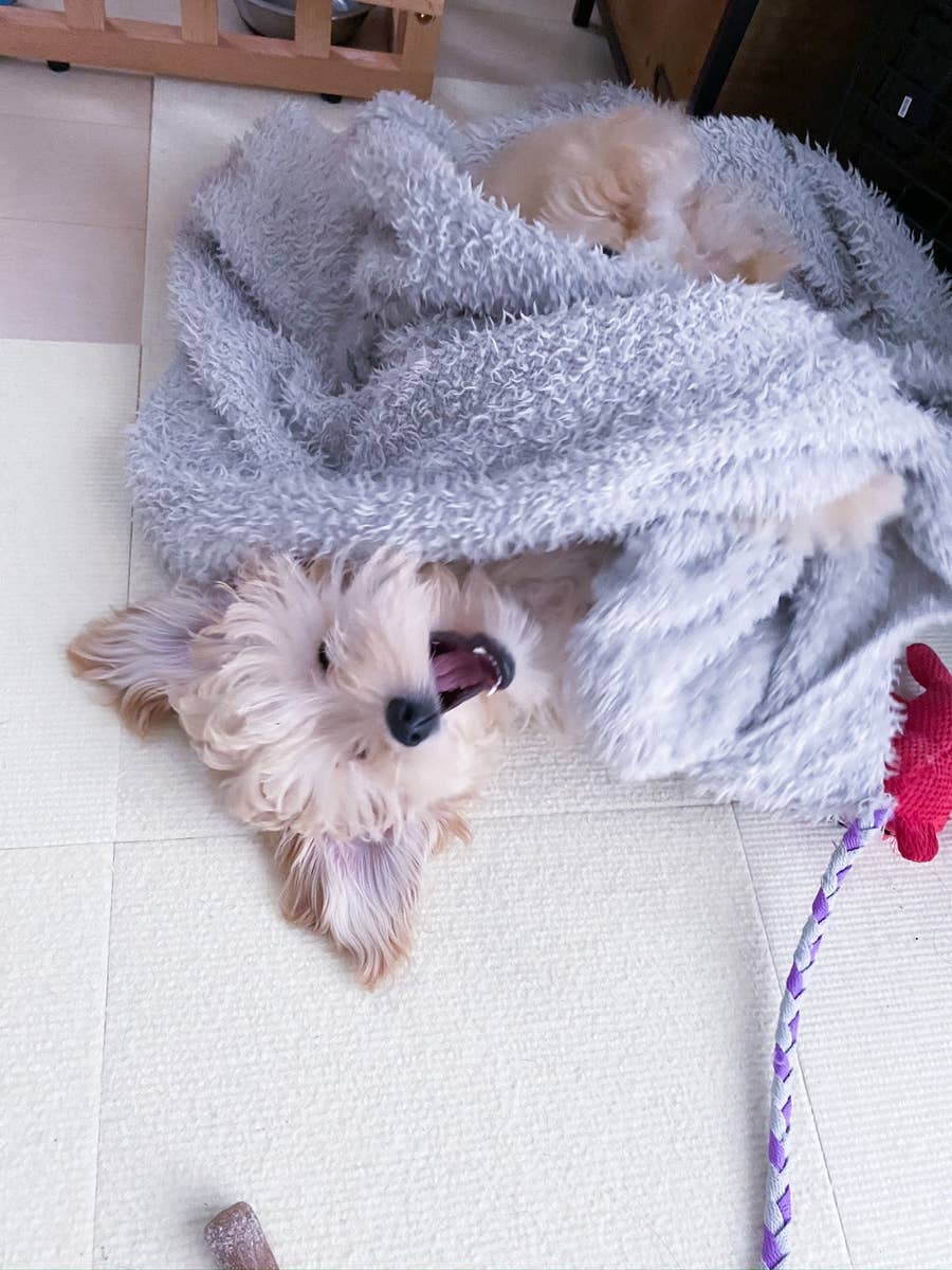 ここは病院前なのに 全身で喜び 離れない犬の動画が幸せになれる