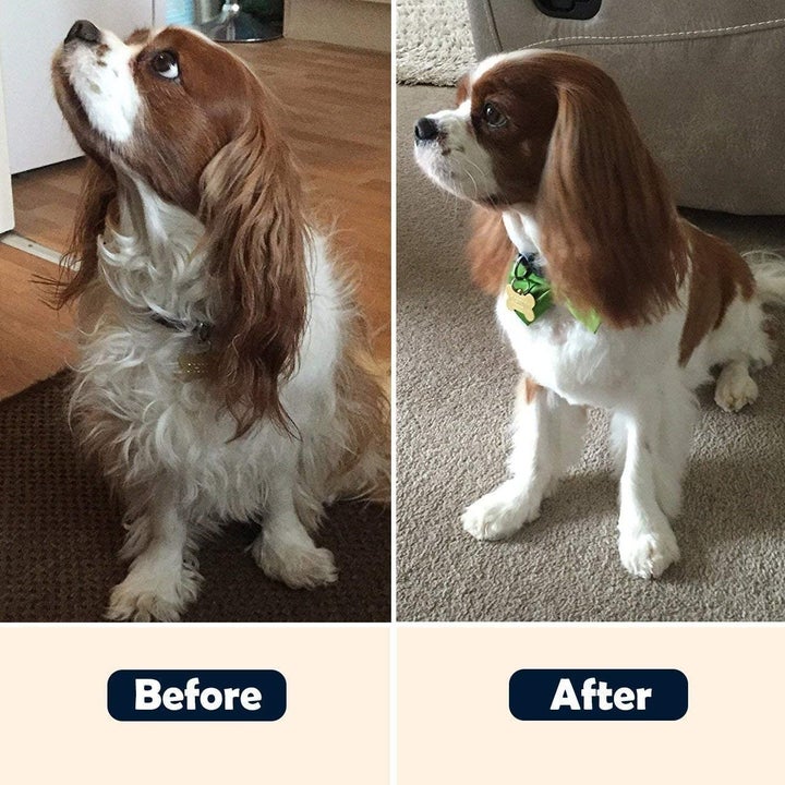 A before and after comparison of a dog's fur