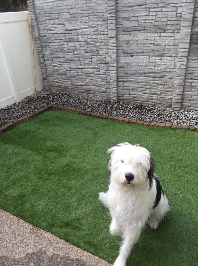 a reviewer's dog sitting outside on the lush fake grass