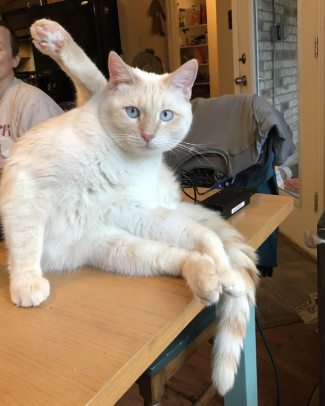 Cat with its paw behind its head.