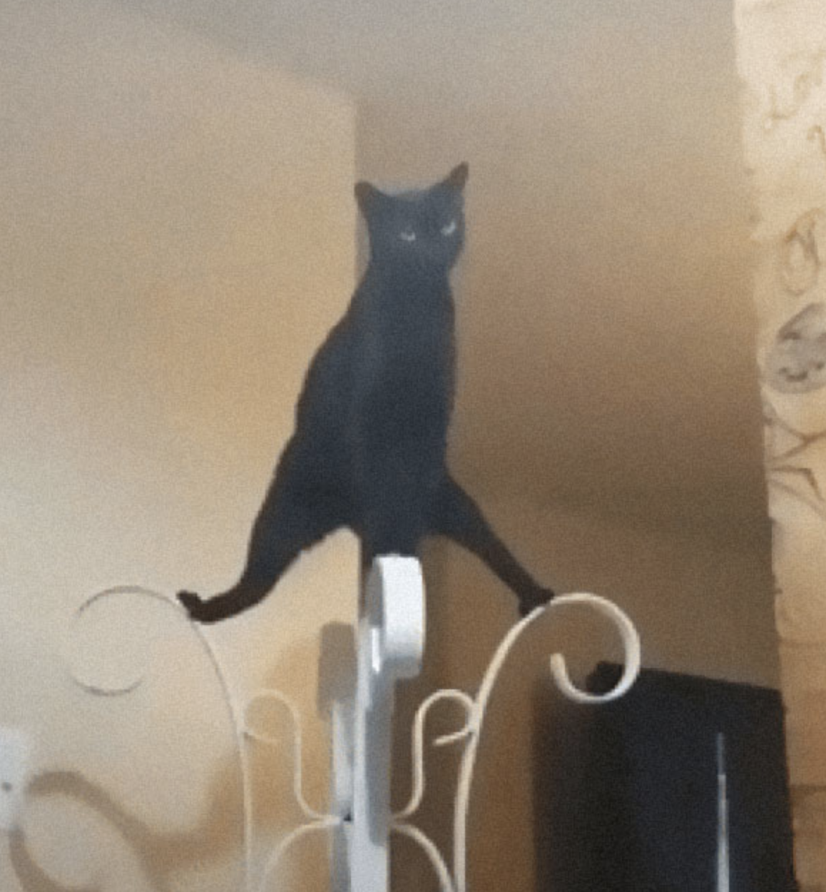 Cat standing on a coat rack.